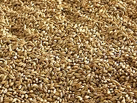 Bulk malt